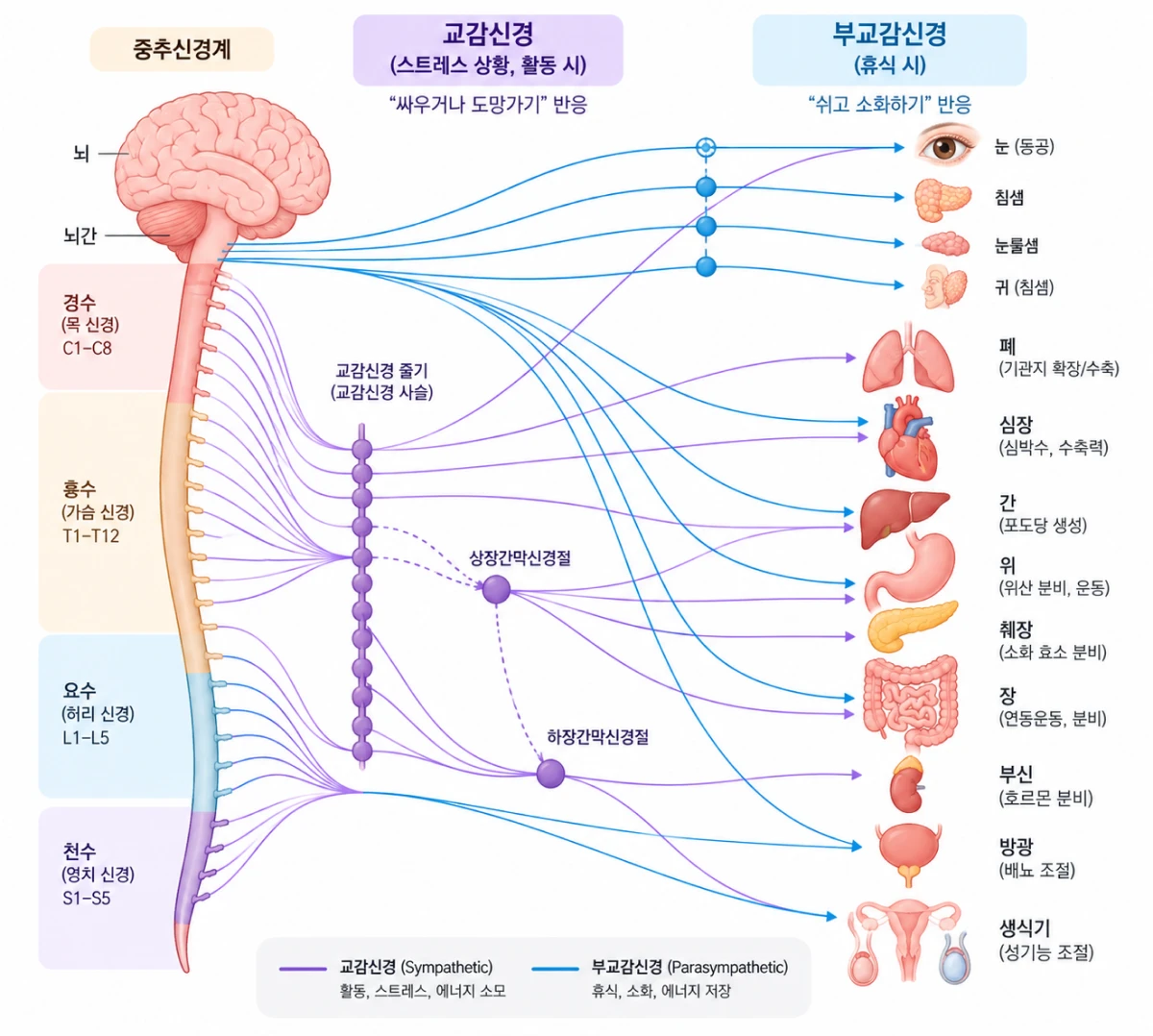 자율신경 구조 — 교감신경(스트레스·활동 시)과 부교감신경(휴식 시)이 눈·심장·폐·위·장·방광 등 온몸의 장기를 함께 조절하는 경로