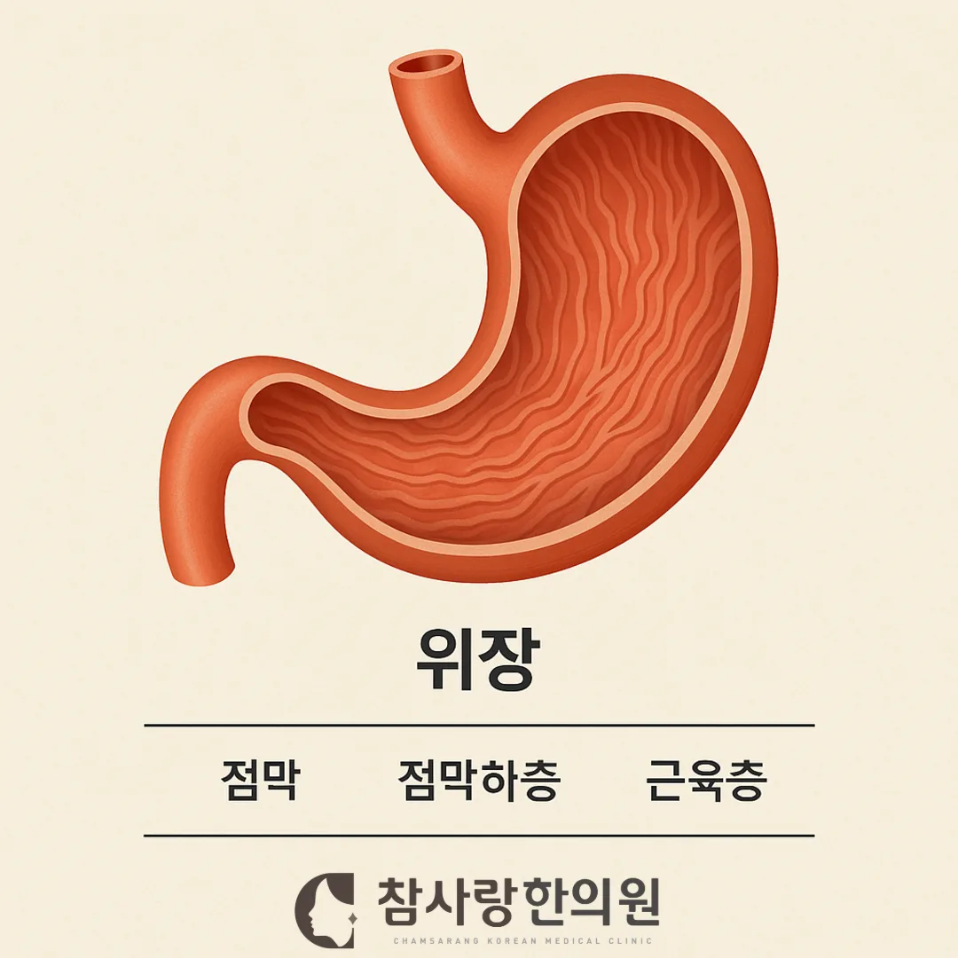 그냥 체한 걸까요? 마산 위장병 증상 체크해보세요