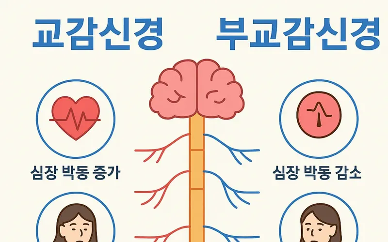 마산에서 자율신경실조를 겪고 있다면, 이 글을 읽어보세요